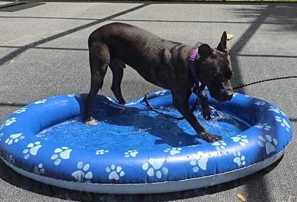 Glory - 2, Adoptable, Young Male Pit Bull Terrier & Mixed Breed.