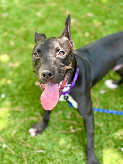 Glory - 1, Adoptable, Young Male Pit Bull Terrier & Mixed Breed.