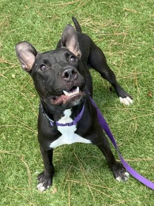 Glory - 2, a Adoptable mixed breed in Daytona Beach, FL image 2/3