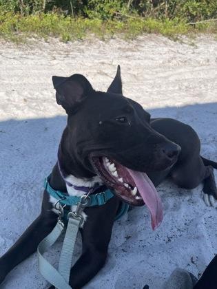 Glory - 2, a Adoptable mixed breed in Daytona Beach, FL image 3/3