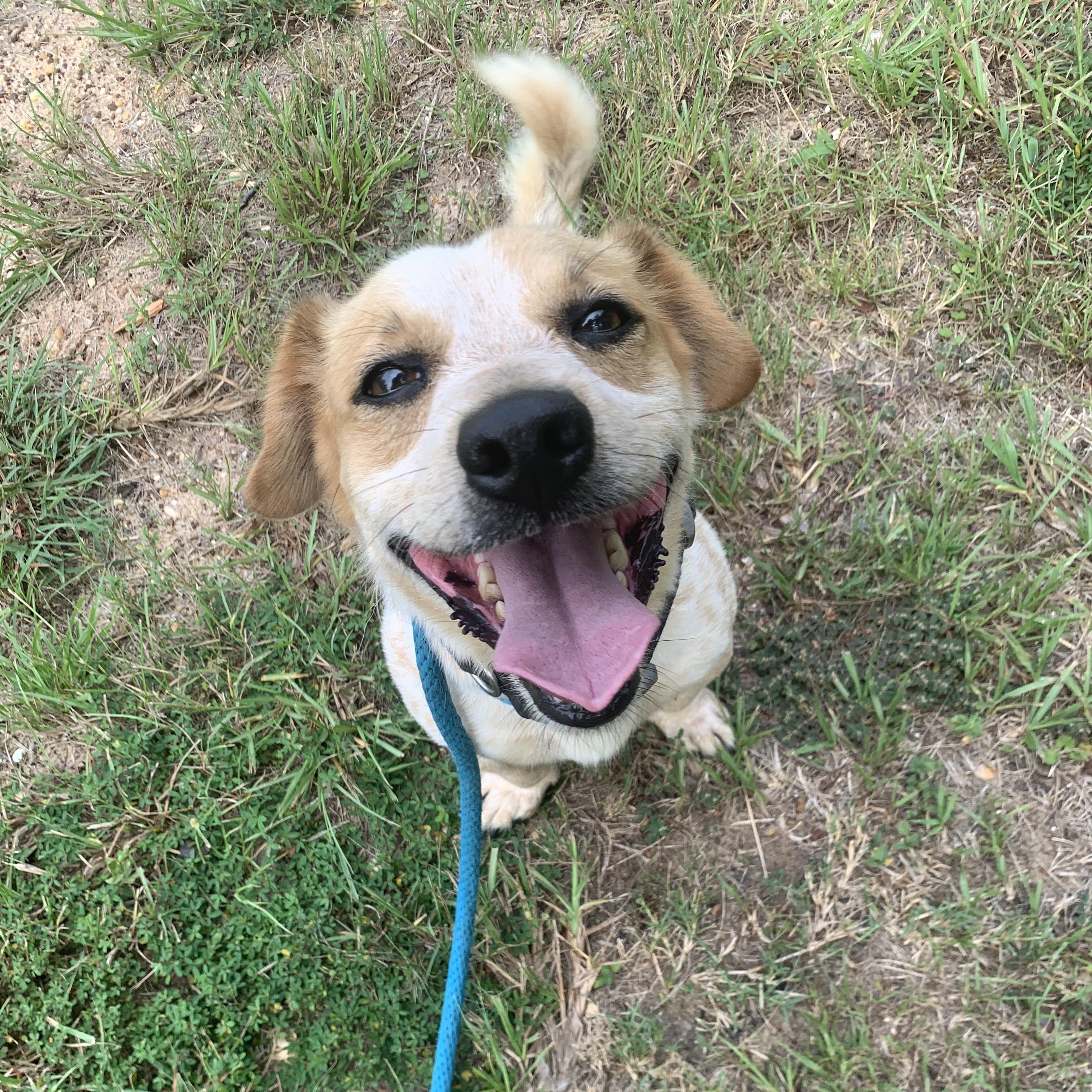 Opie & Baxter, a Adoptable mixed breed in Willis, TX image 3/6