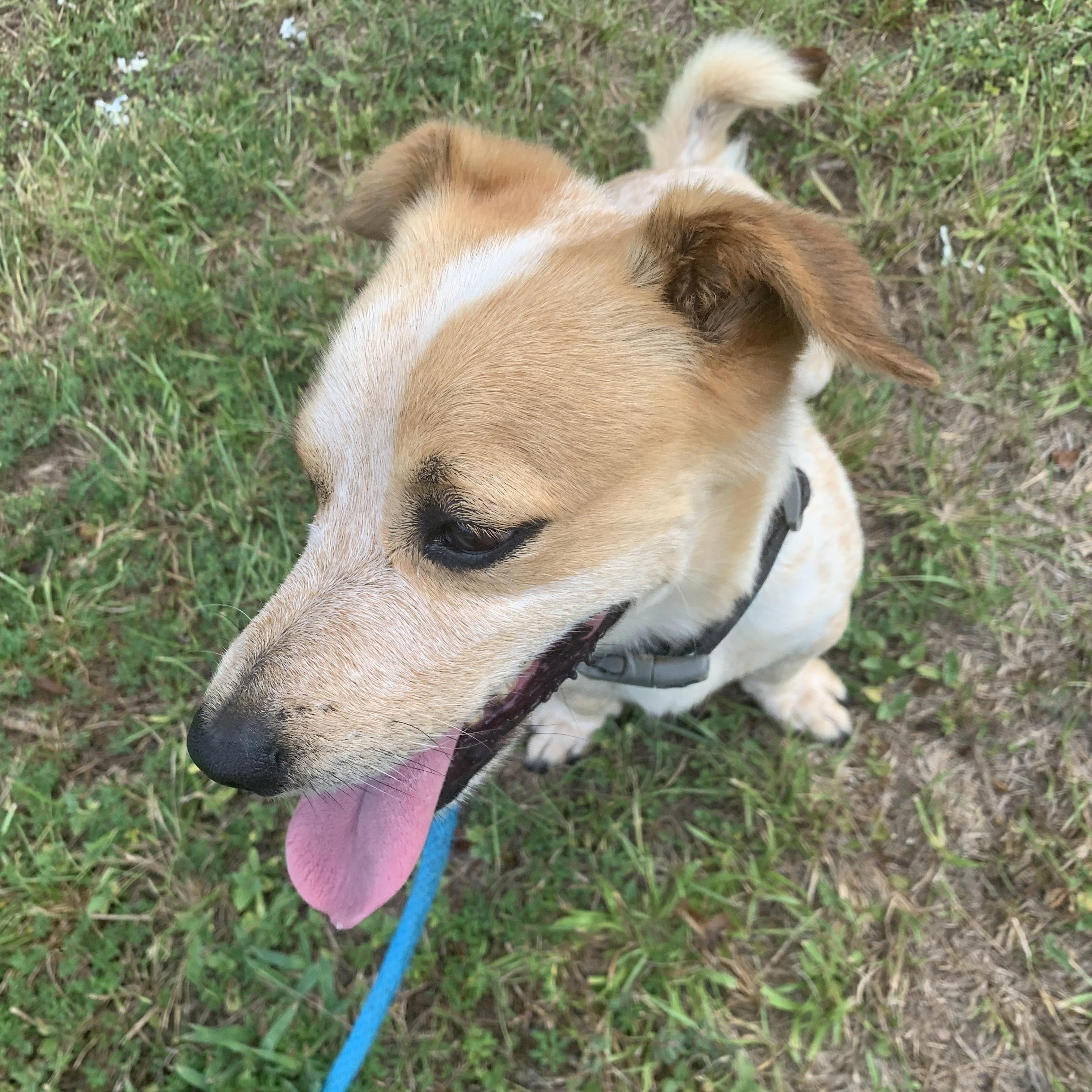 Opie & Baxter, a Adoptable mixed breed in Willis, TX image 5/6