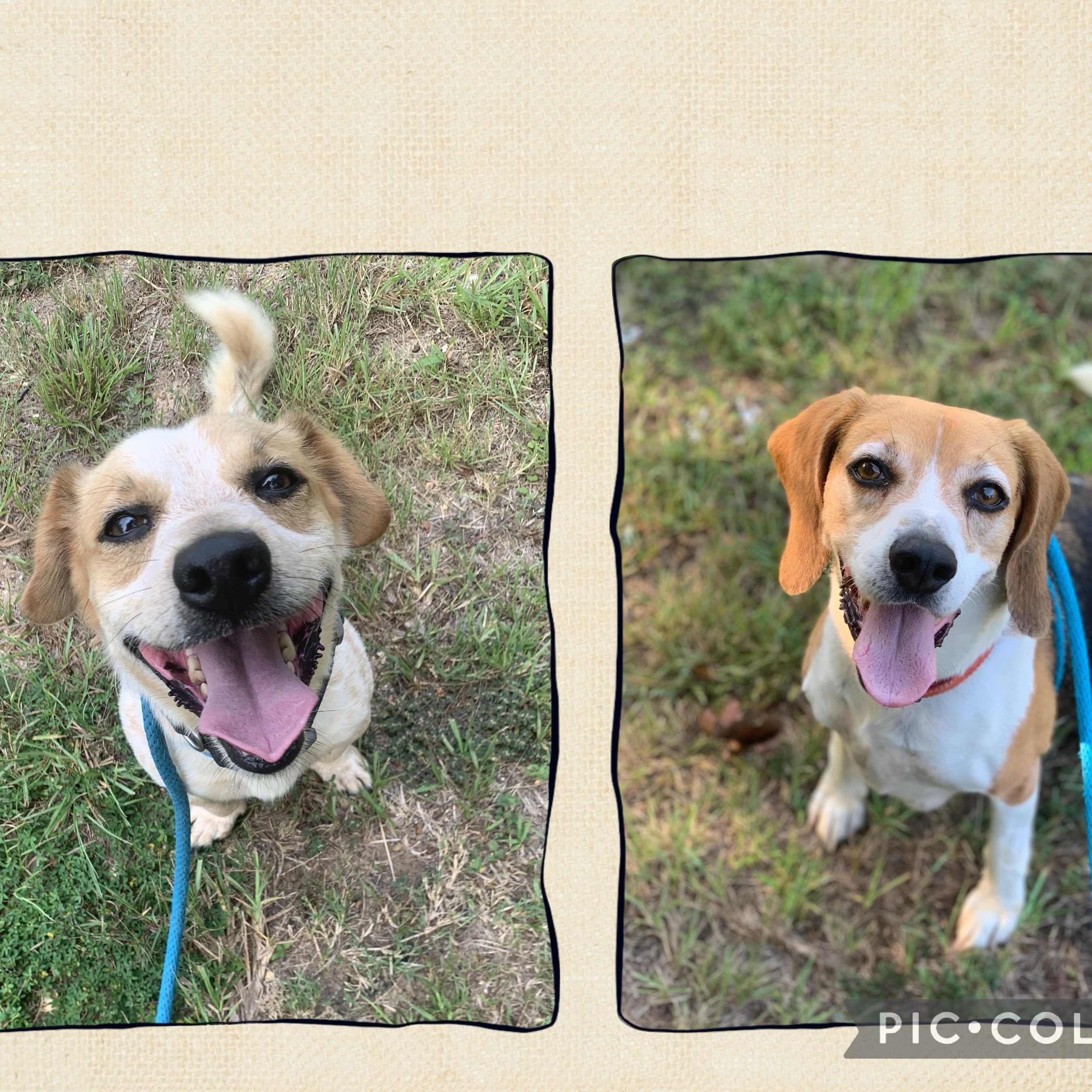 Opie & Baxter, Adoptable, Adult Male Dachshund & Beagle.