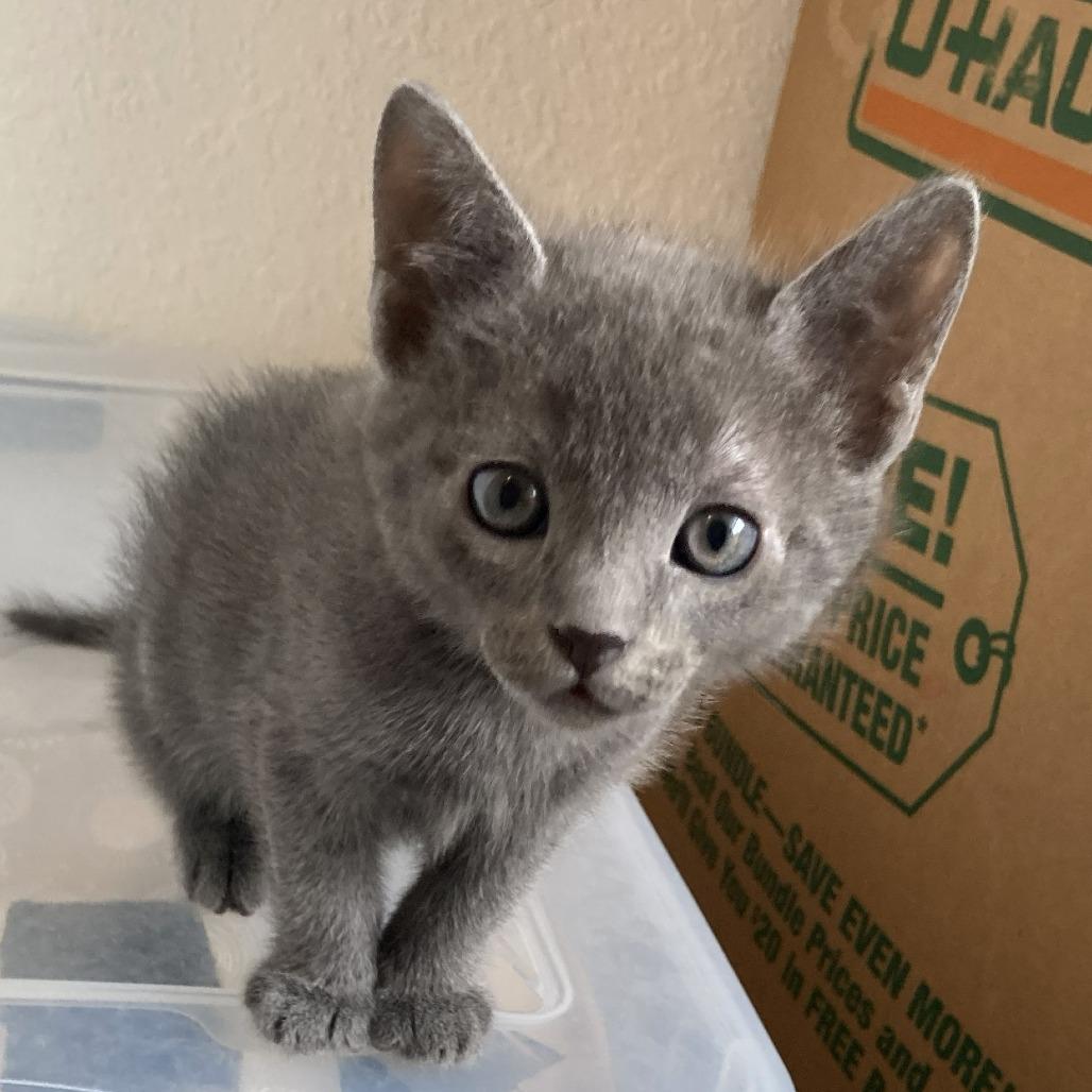 Ash, Adoptable, Kitten Male Domestic Short Hair.