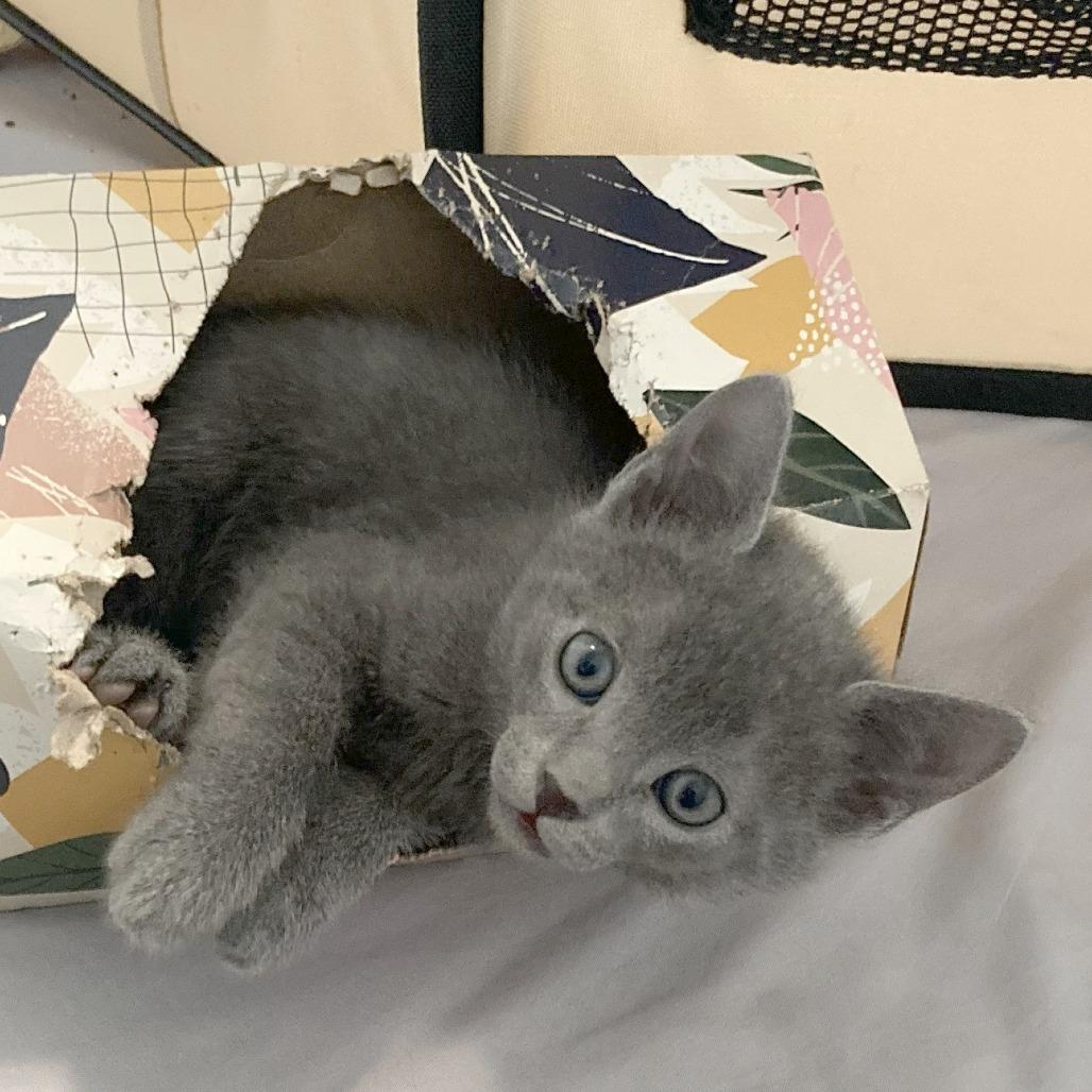 Ash, a Adoptable Domestic Short Hair in Pleasant Hill, CA image 2/5