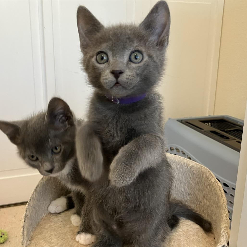 Ash, a Adoptable Domestic Short Hair in Pleasant Hill, CA image 3/5