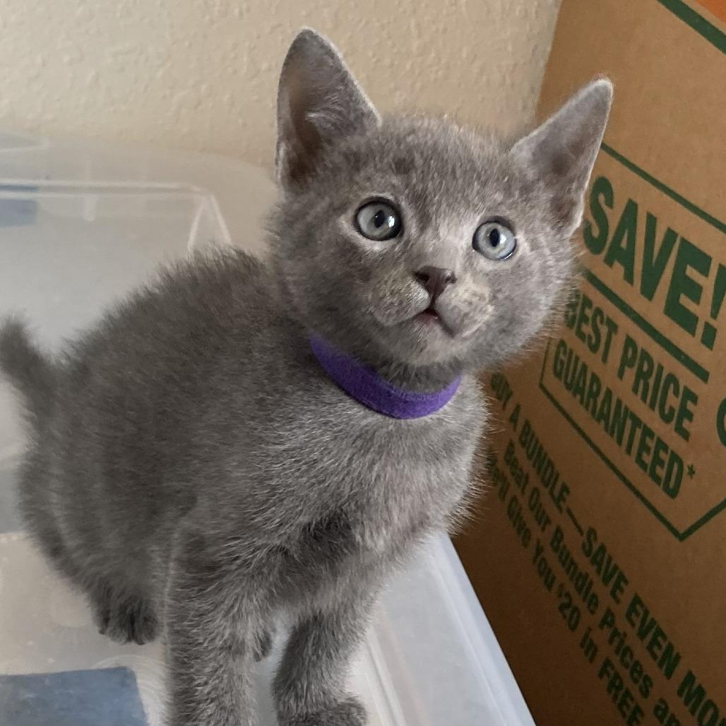 Ash, a Adoptable Domestic Short Hair in Pleasant Hill, CA image 4/5