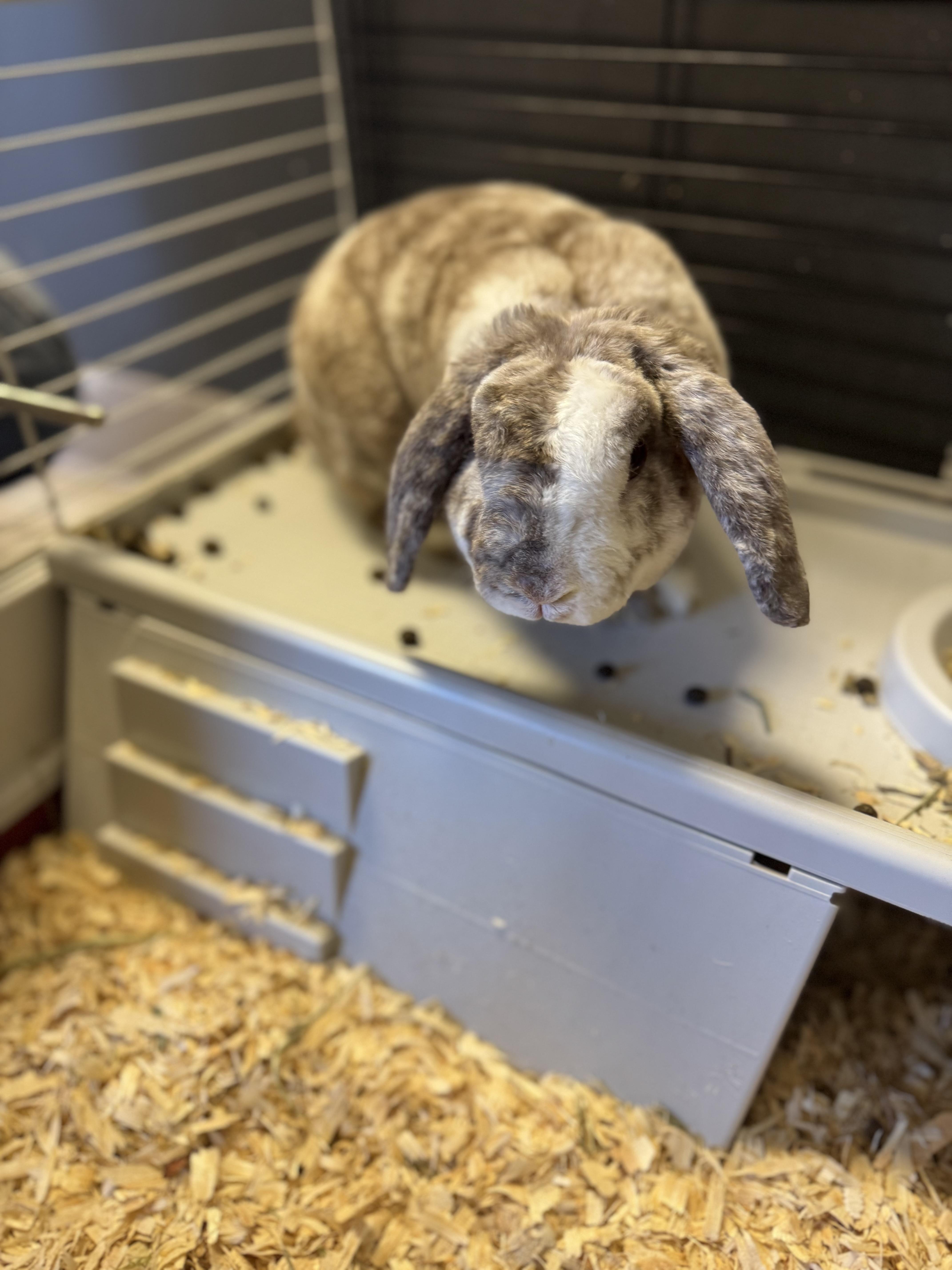 Jack Jack, an adopted Mini Lop in South Elgin, IL image 2/2