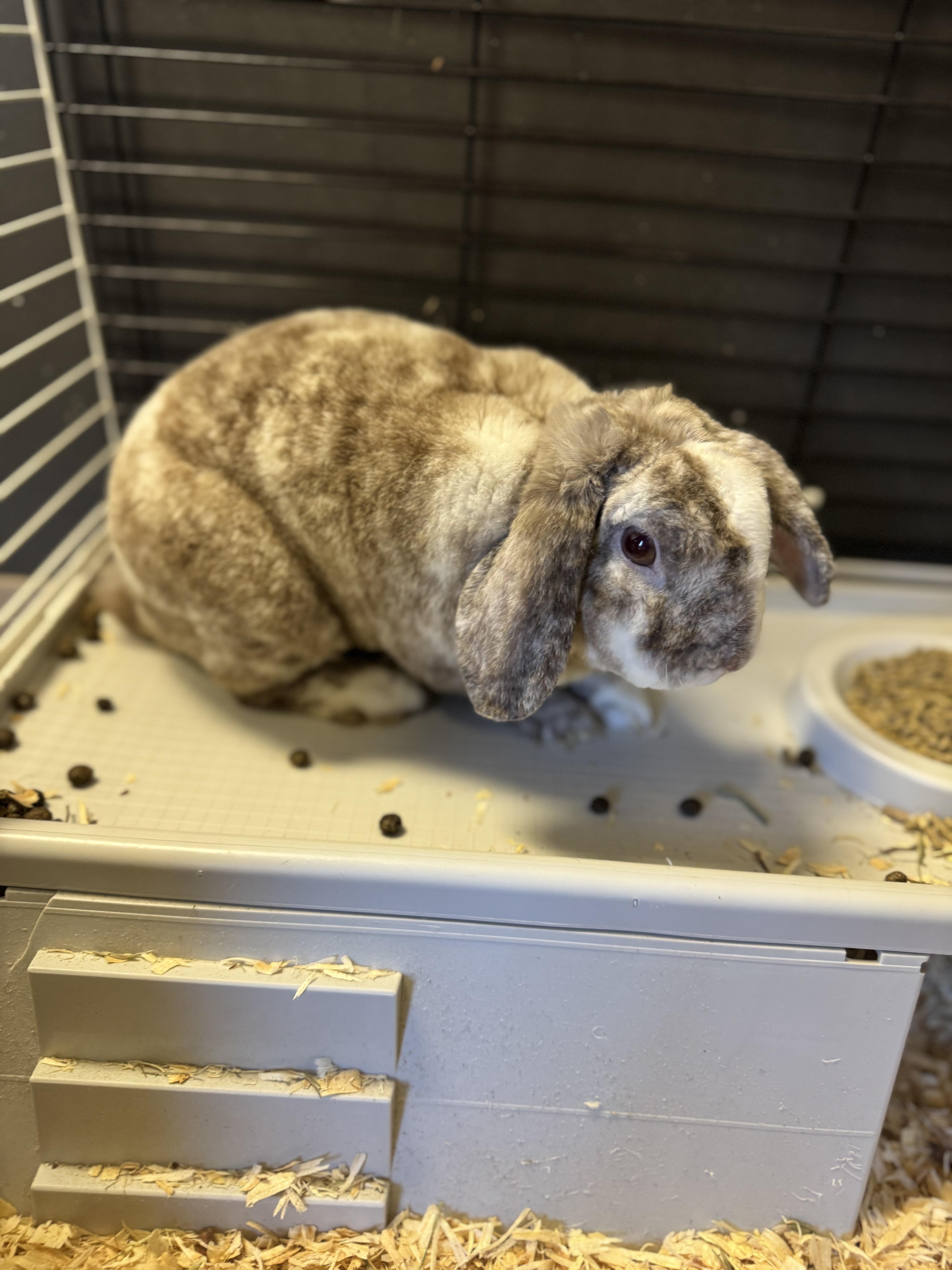 Jack Jack, an adopted Mini Lop in South Elgin, IL image 1/2