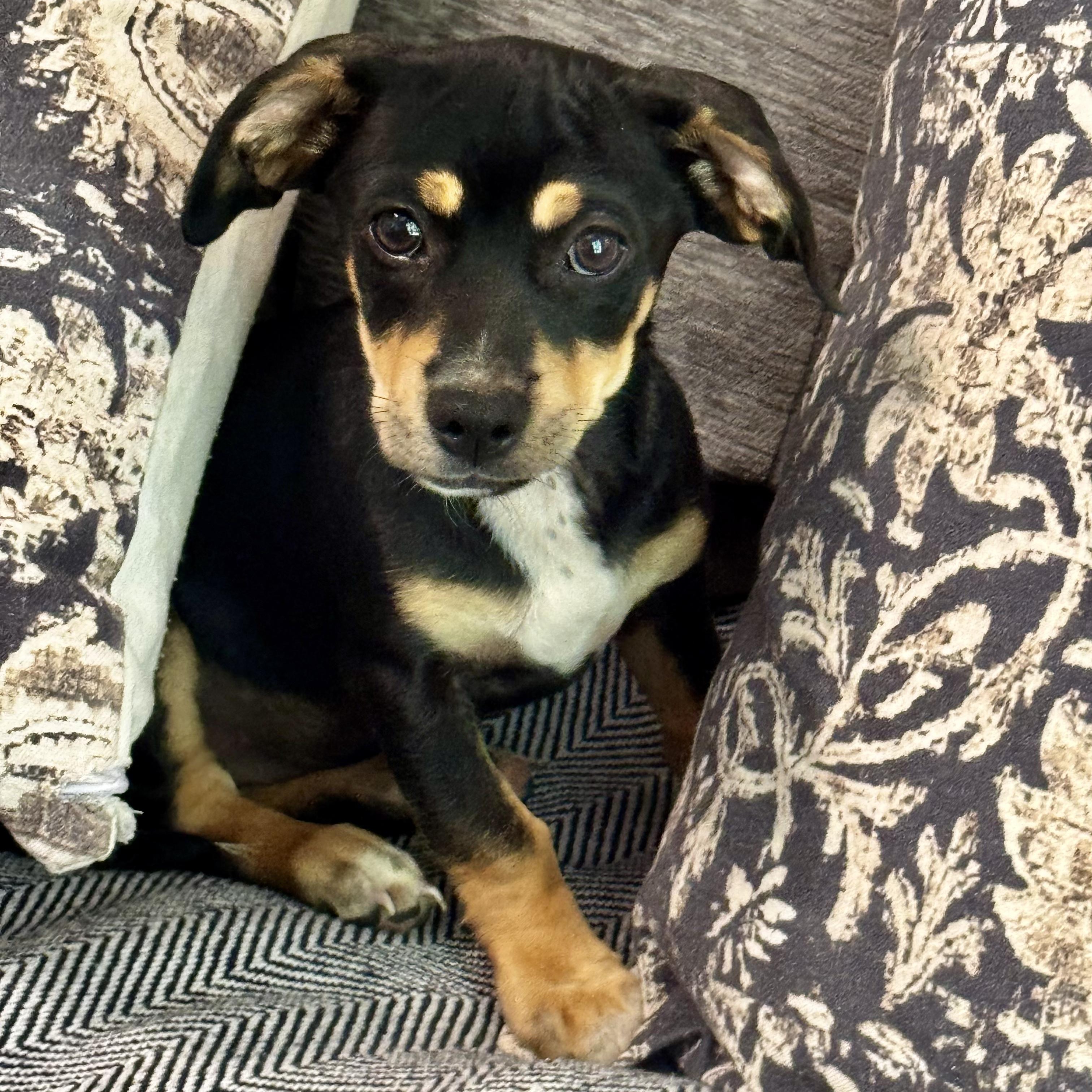 Enlarge Briggs, a Adoptable mixed breed in Brattleboro, VT image 3/6