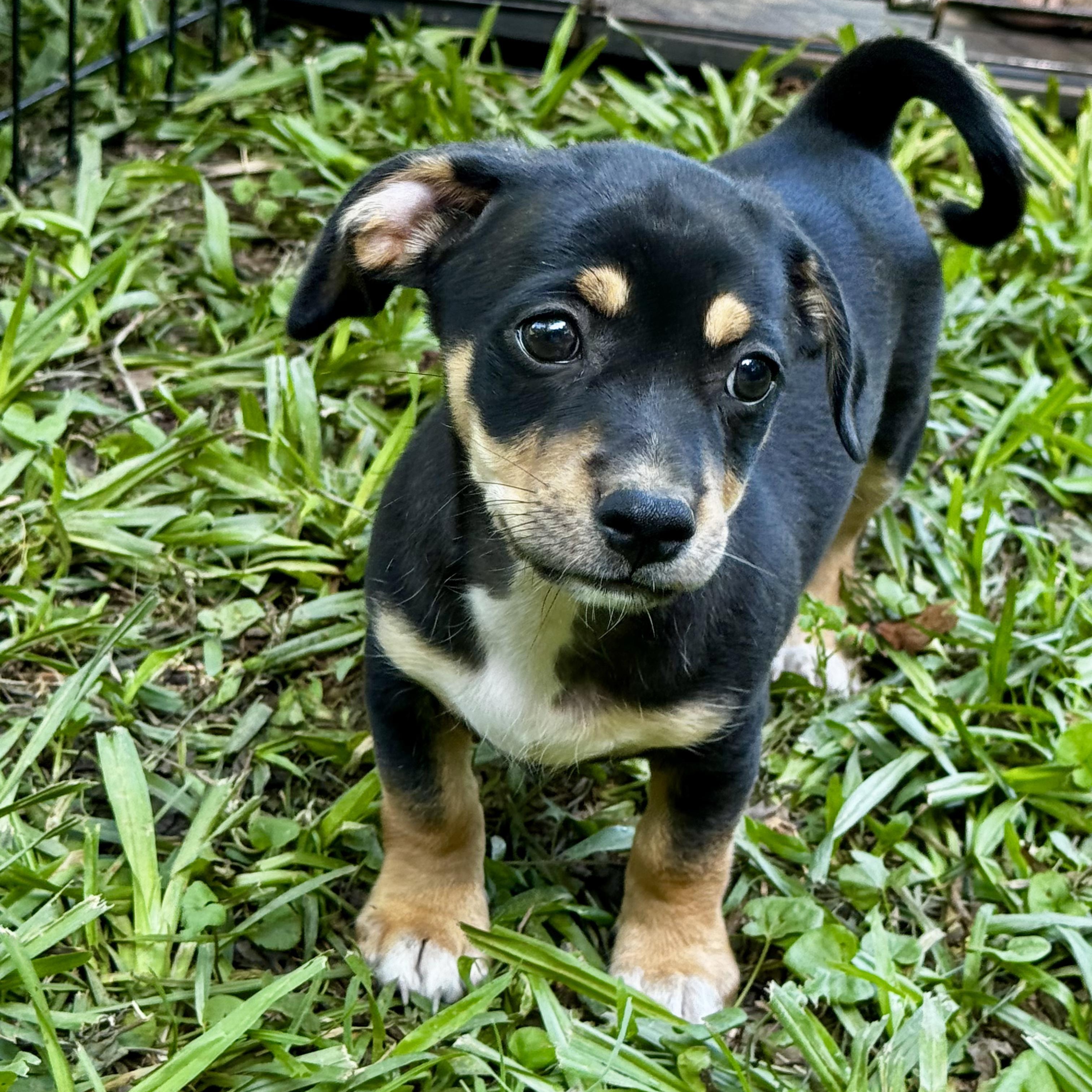 Enlarge Briggs, a Adoptable mixed breed in Brattleboro, VT image 4/6