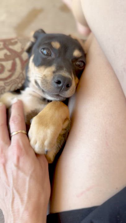 Enlarge Briggs, a Adoptable mixed breed in Brattleboro, VT video 6/6