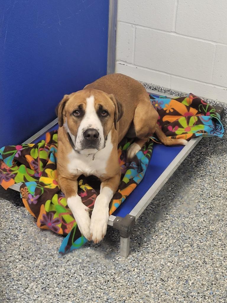 Kingston, Adoptable, Young Male Saint Bernard & Mastiff.