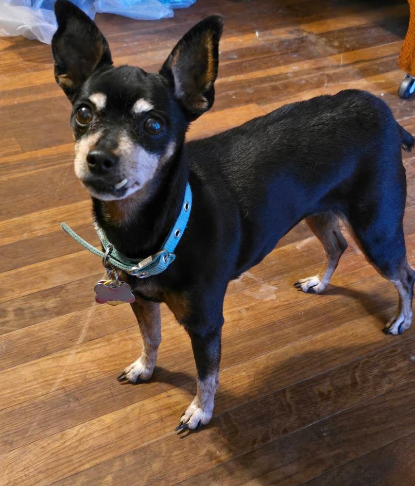 Enlarge Midge, a Adoptable mixed breed in Bartlesville, OK image 1/1