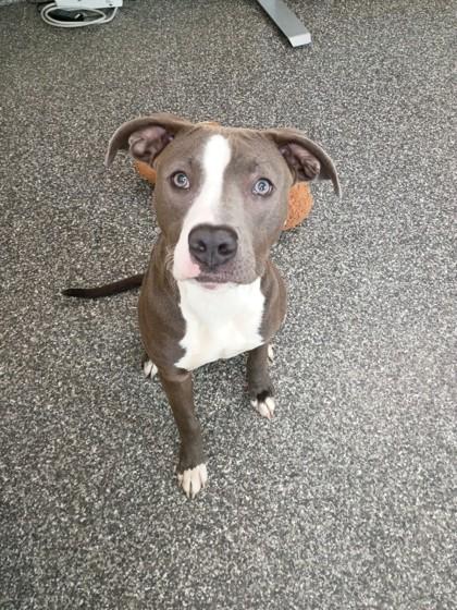 Ribbon, Adoptable, Young Female Pit Bull Terrier & Mixed Breed.