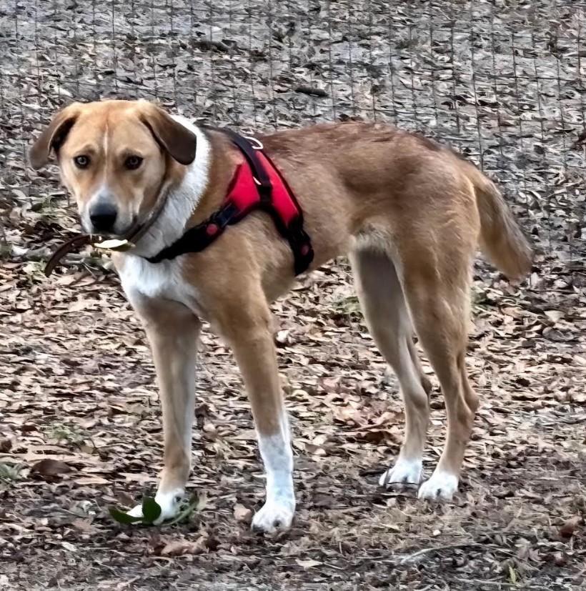 Blondie, ADOPTABLE, Young Female Foxhound.