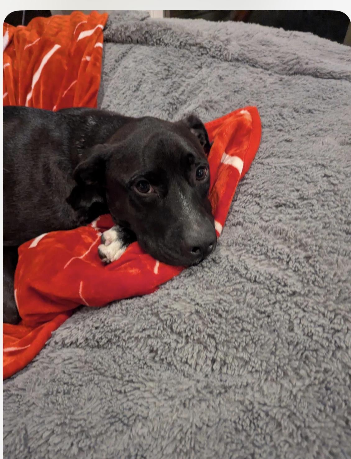 Pepper, a Adoptable mixed breed in Kannapolis, NC image 3/5