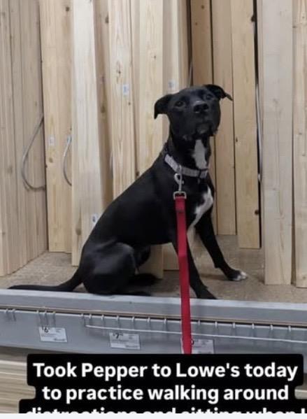 Enlarge Pepper, a Adoptable mixed breed in Kannapolis, NC image 1/6