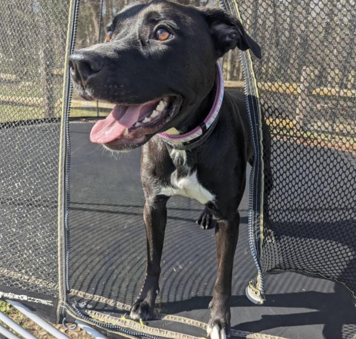 Enlarge Pepper, an adoptable mixed breed in Kannapolis, NC image 5/6