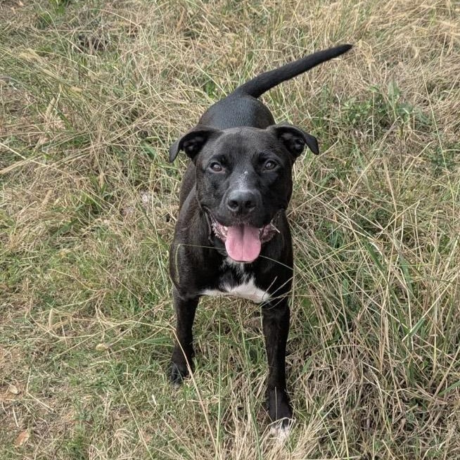 Enlarge Pepper, an adoptable mixed breed in Kannapolis, NC image 2/6