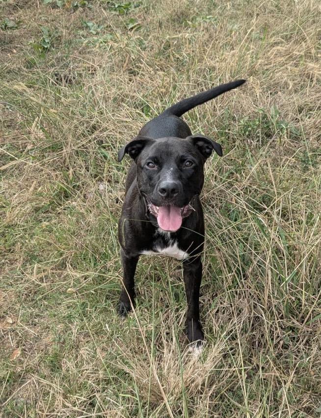 Pepper, a Adoptable mixed breed in Kannapolis, NC image 2/5