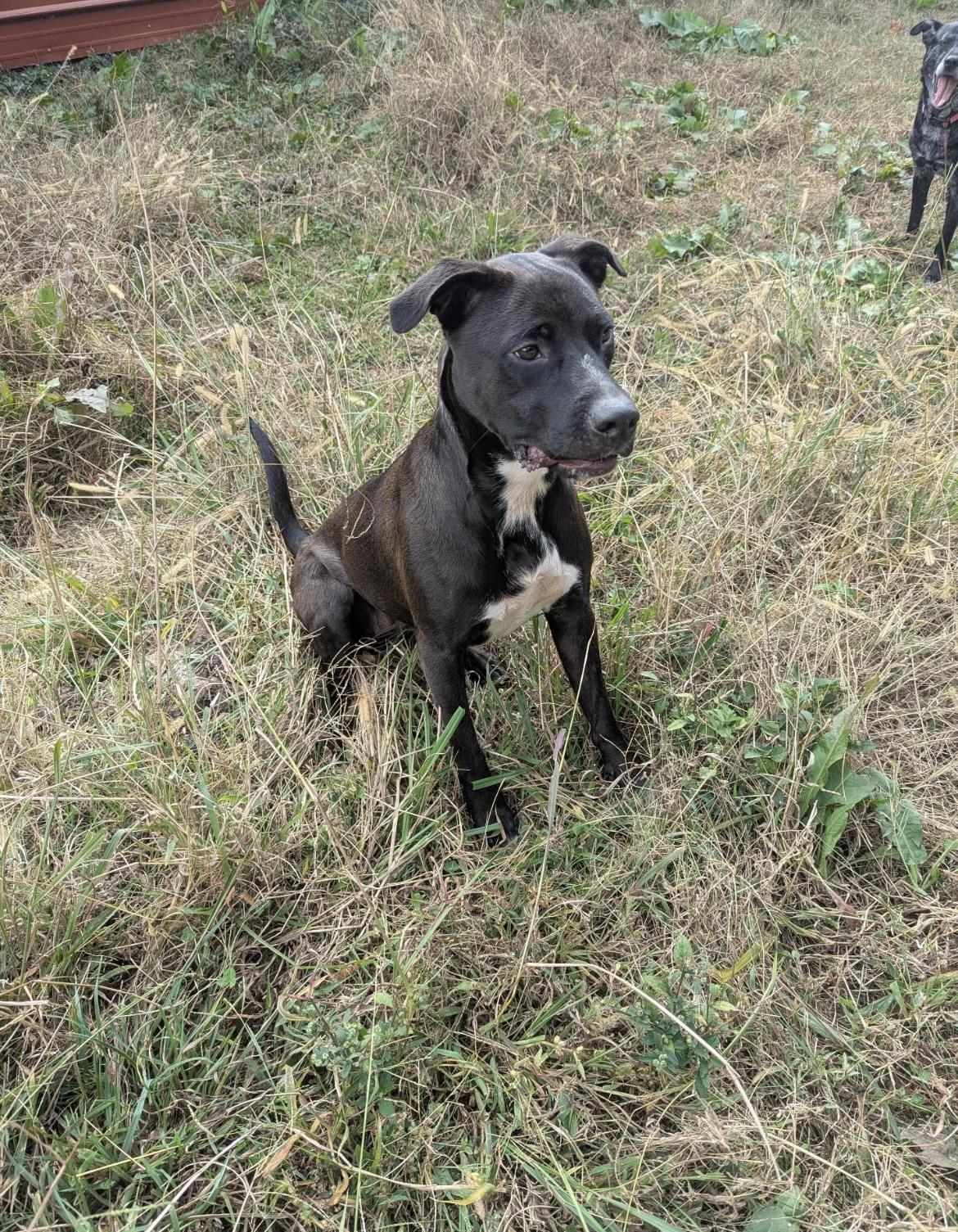 Pepper, a Adoptable mixed breed in Kannapolis, NC image 4/5