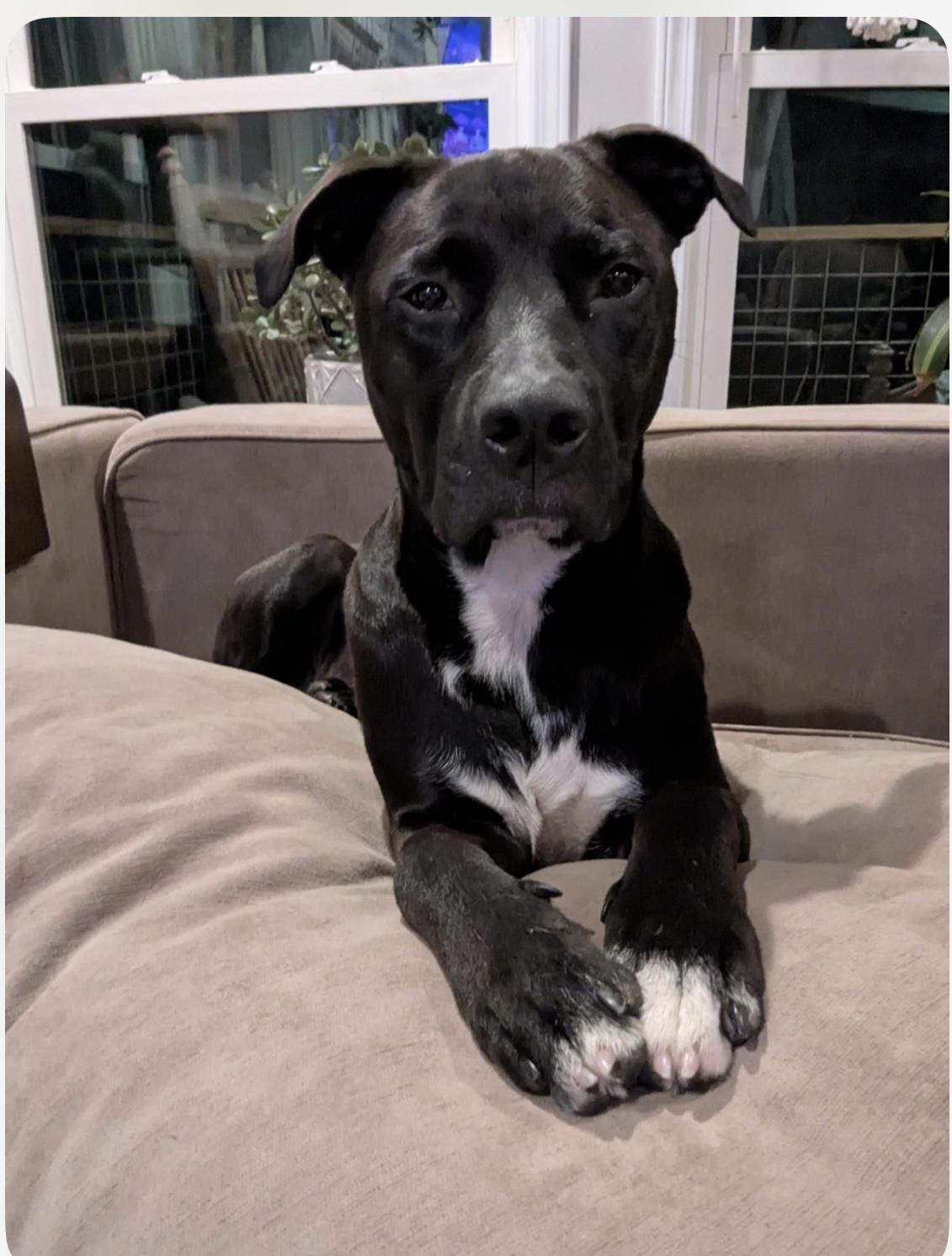 Pepper, a Adoptable mixed breed in Kannapolis, NC image 1/5