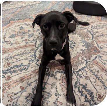 Enlarge Pepper, an adoptable mixed breed in Kannapolis, NC image 3/6