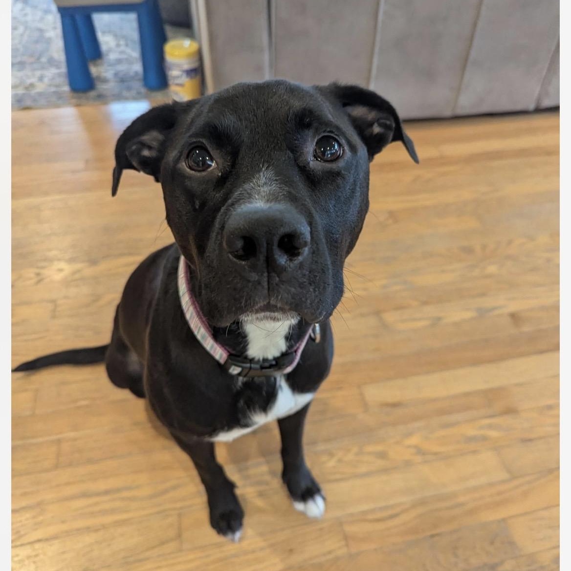 Enlarge Pepper, an adoptable mixed breed in Kannapolis, NC image 6/6