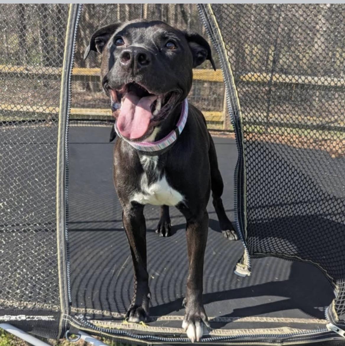 Pepper, adoptable, Young Female Pit Bull Terrier & English Springer Spaniel.