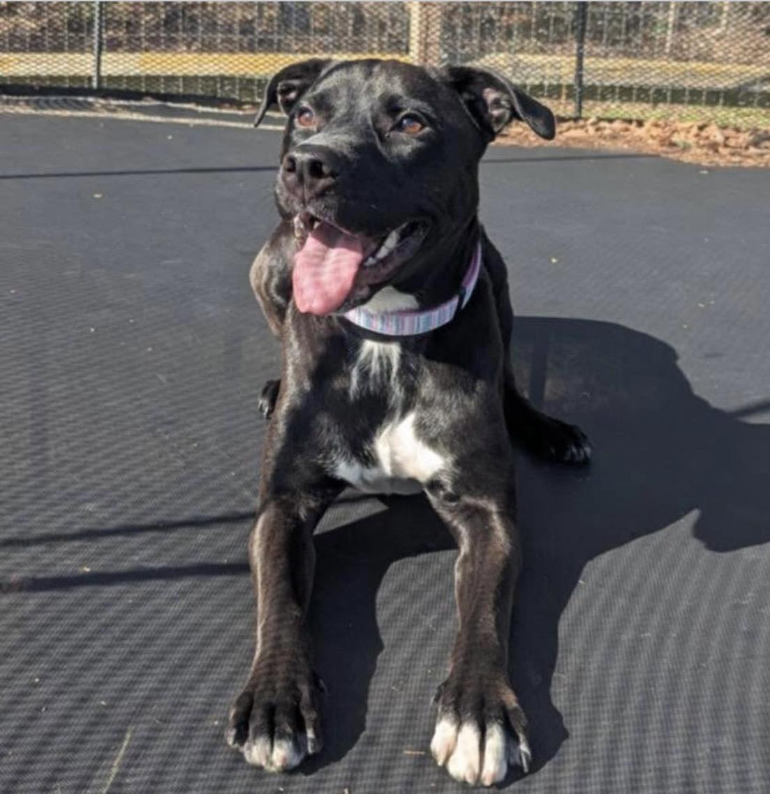 Pepper, adoptable, Young Female Pit Bull Terrier & English Springer Spaniel.