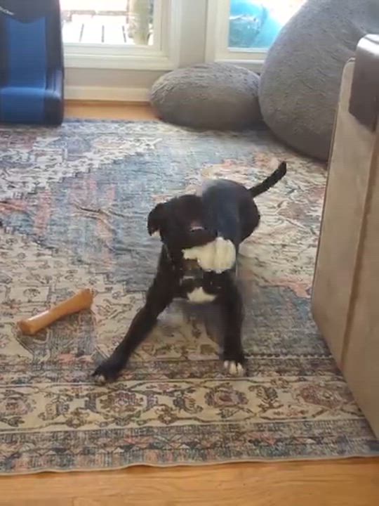 Enlarge Pepper, an adoptable mixed breed in Kannapolis, NC video 5/6