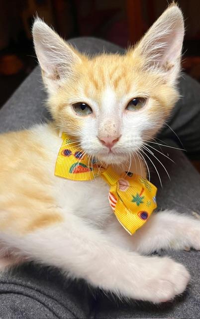 Enlarge Burnett, a Adoptable mixed breed in Joelton, TN image 5/5