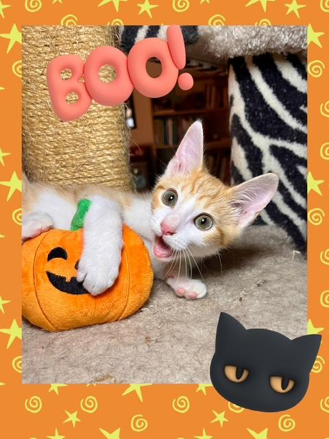 Burnett, Adoptable, Young Male American Shorthair.