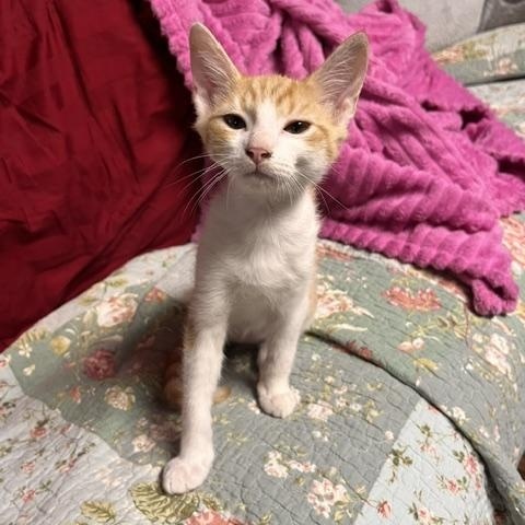 Enlarge Burnett, a Adoptable mixed breed in Joelton, TN image 4/5