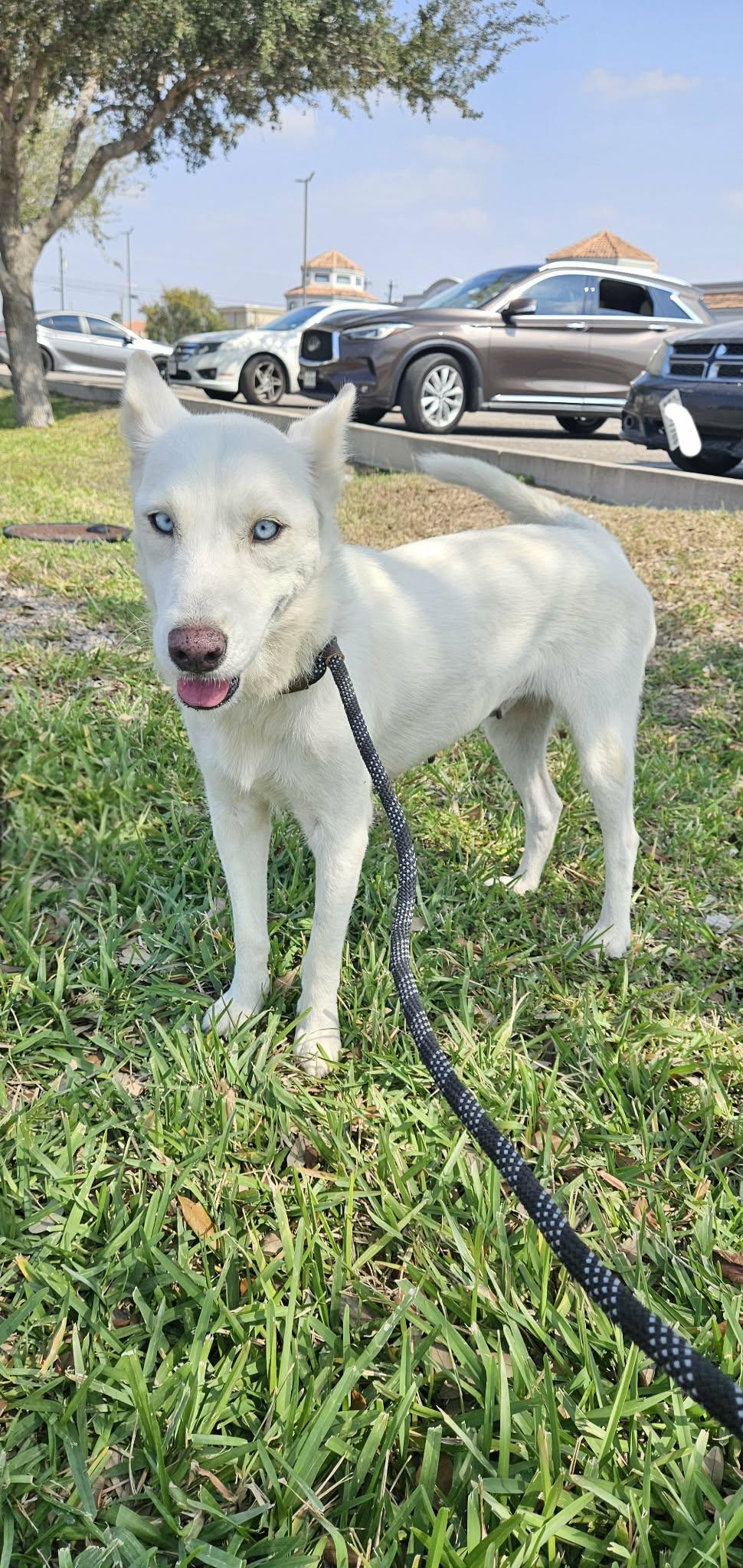 Enlarge Paloma, a Adoptable mixed breed in Minneapolis , MN image 2/6