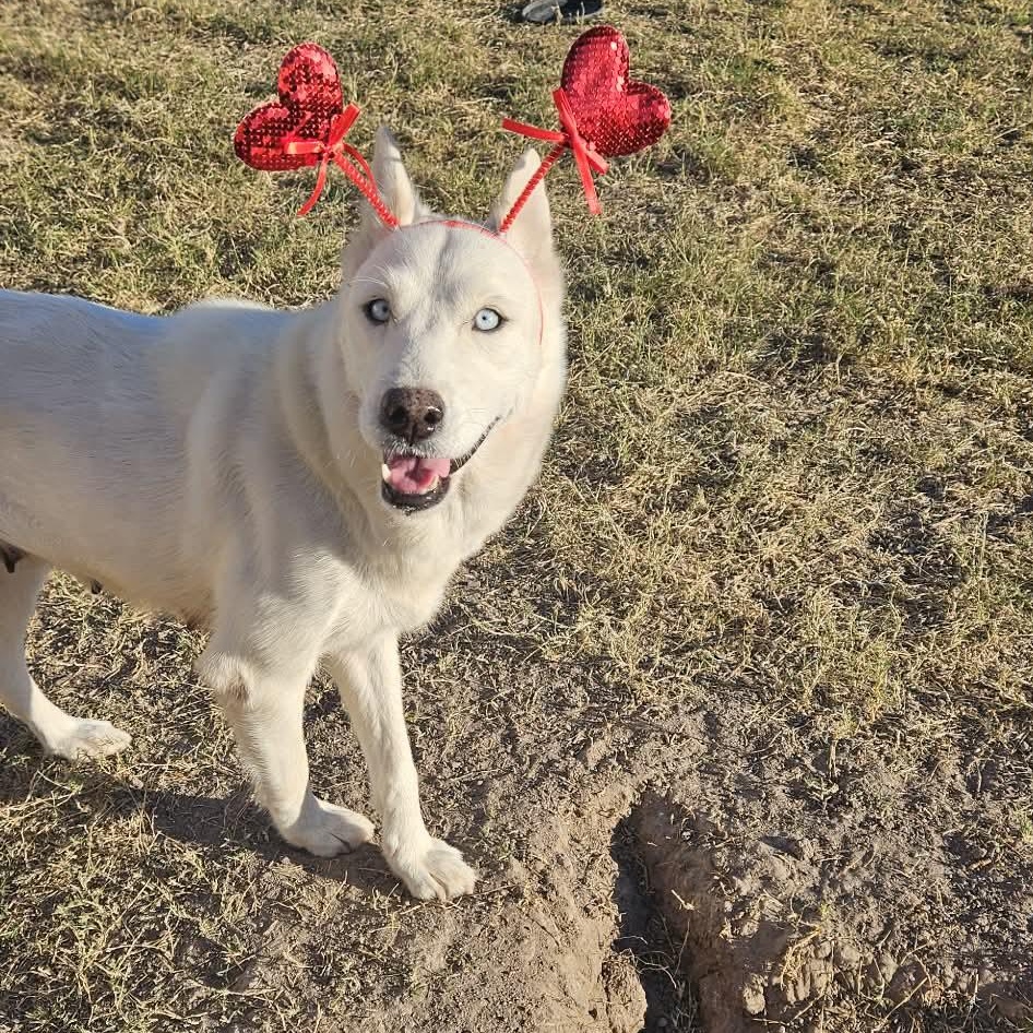 Enlarge Paloma, a Adoptable mixed breed in Minneapolis , MN image 4/6