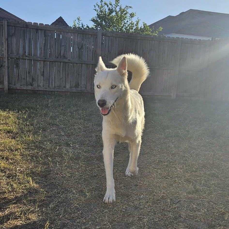 Enlarge Paloma, a Adoptable mixed breed in Minneapolis , MN image 3/6