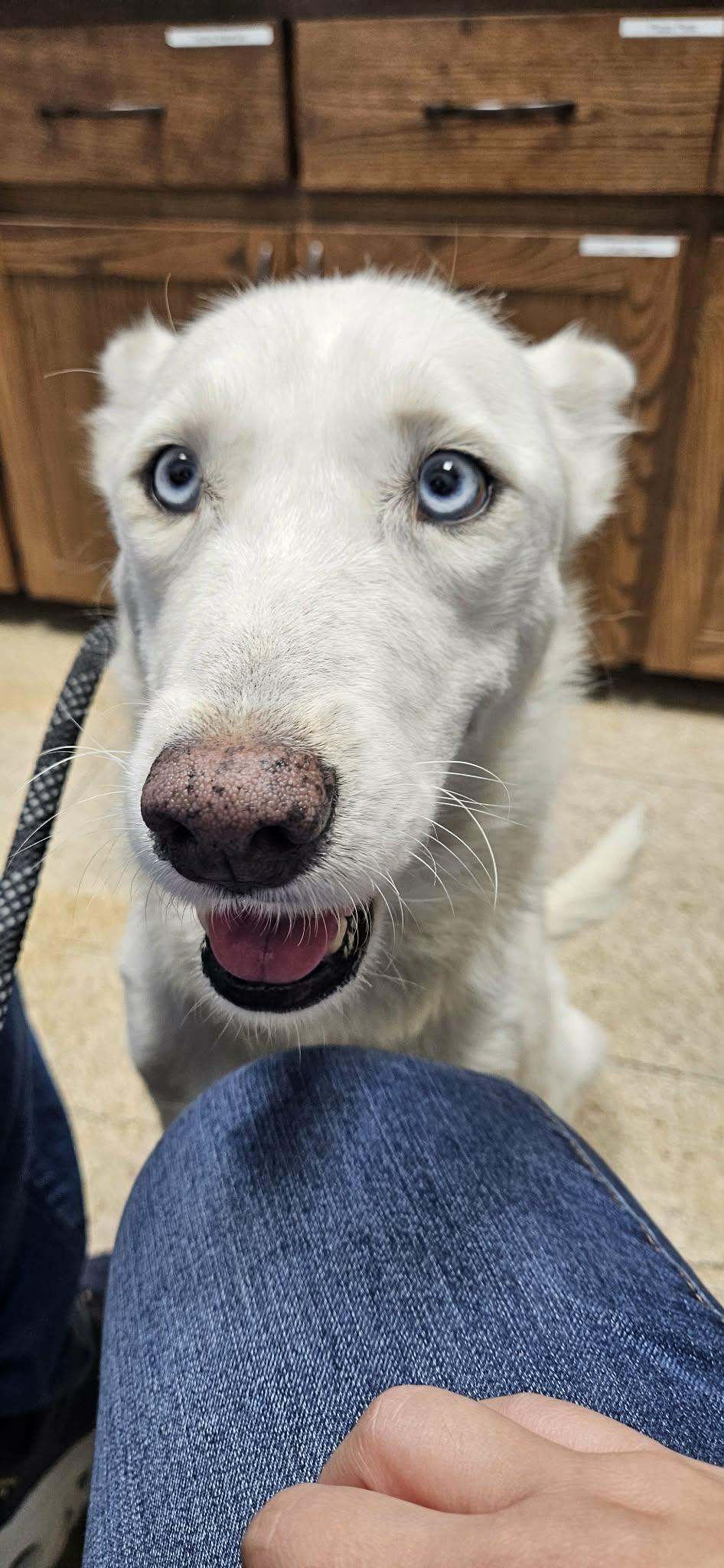 Enlarge Paloma, a Adoptable mixed breed in Minneapolis , MN image 1/6