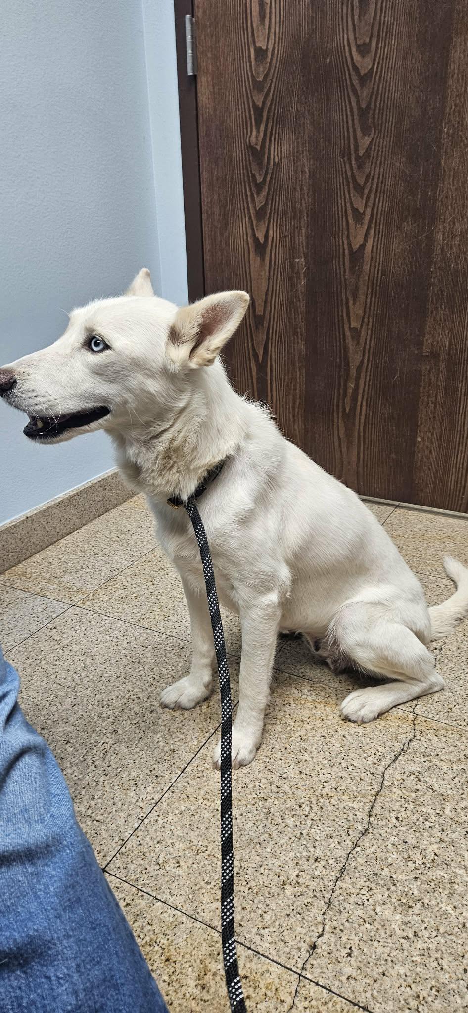 Enlarge Paloma, a Adoptable mixed breed in Minneapolis , MN image 6/6