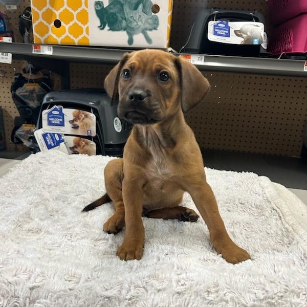 Enlarge Montgomery, a ADOPTABLE mixed breed in Paramus, NJ image 4/5