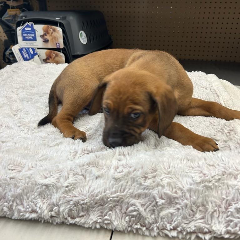 Montgomery thumbnail 3