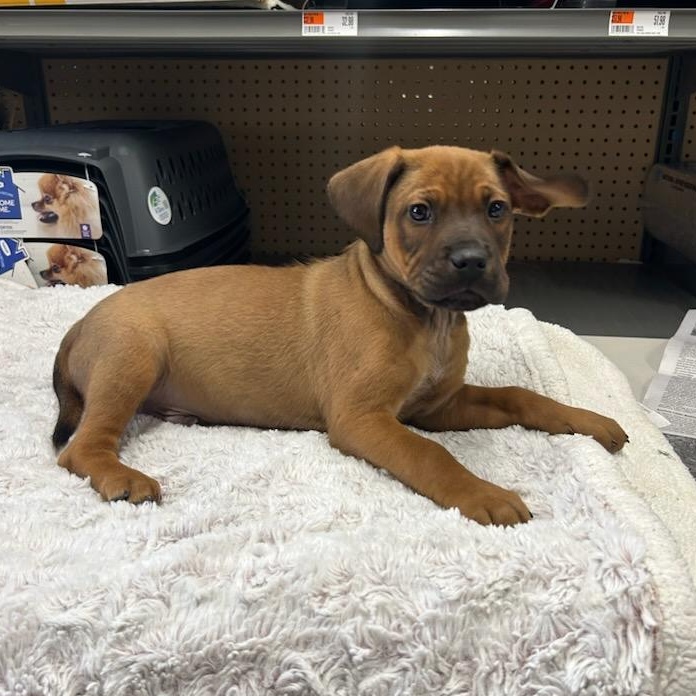 Enlarge Montgomery, a ADOPTABLE mixed breed in Paramus, NJ image 3/5