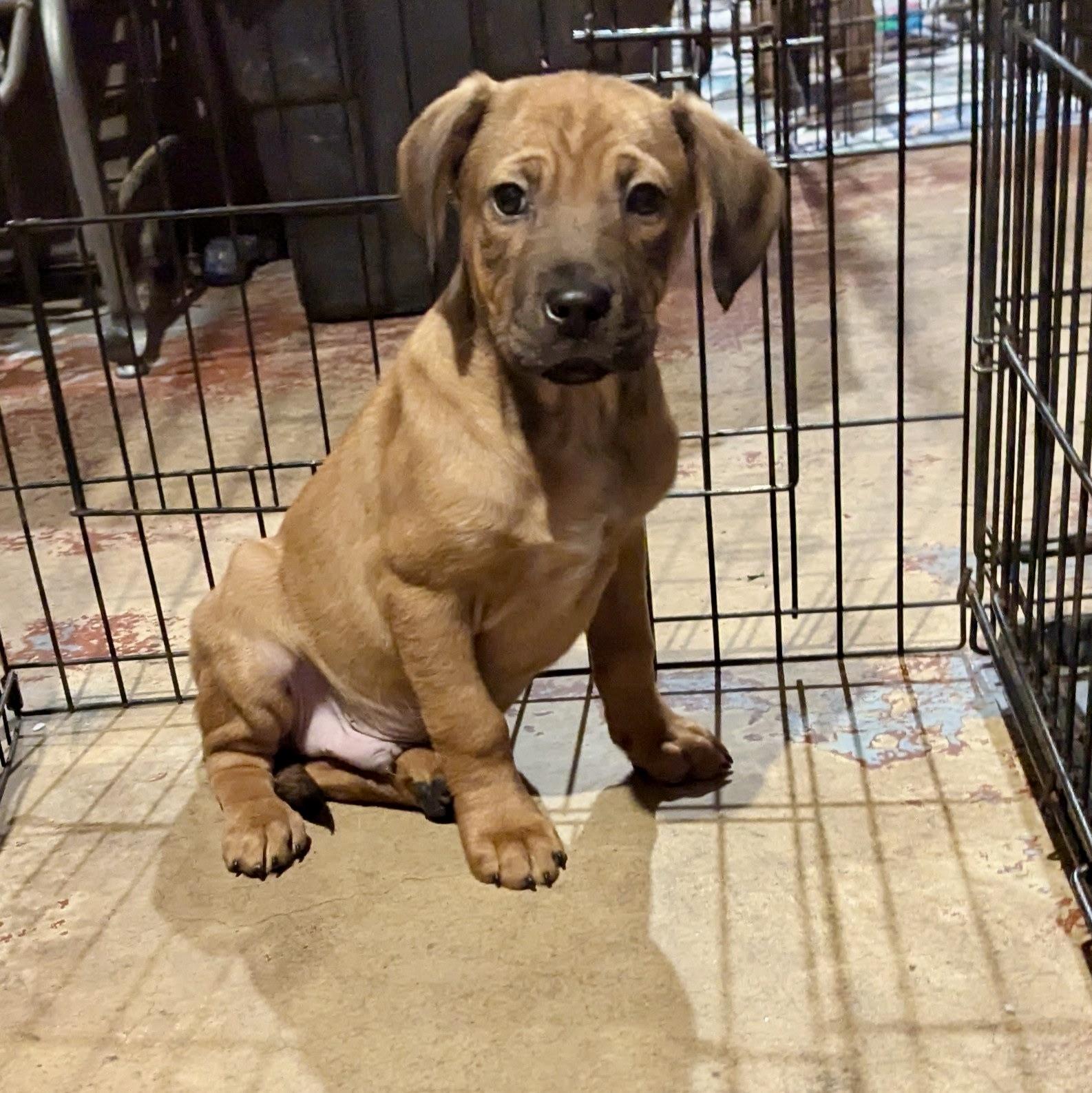 Montgomery, ADOPTABLE, Puppy Male Hound & Boxer.