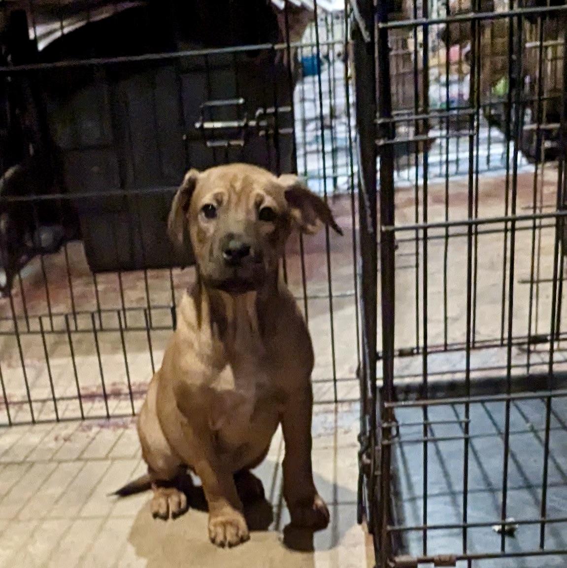 Enlarge Montgomery, a ADOPTABLE mixed breed in Paramus, NJ image 4/6