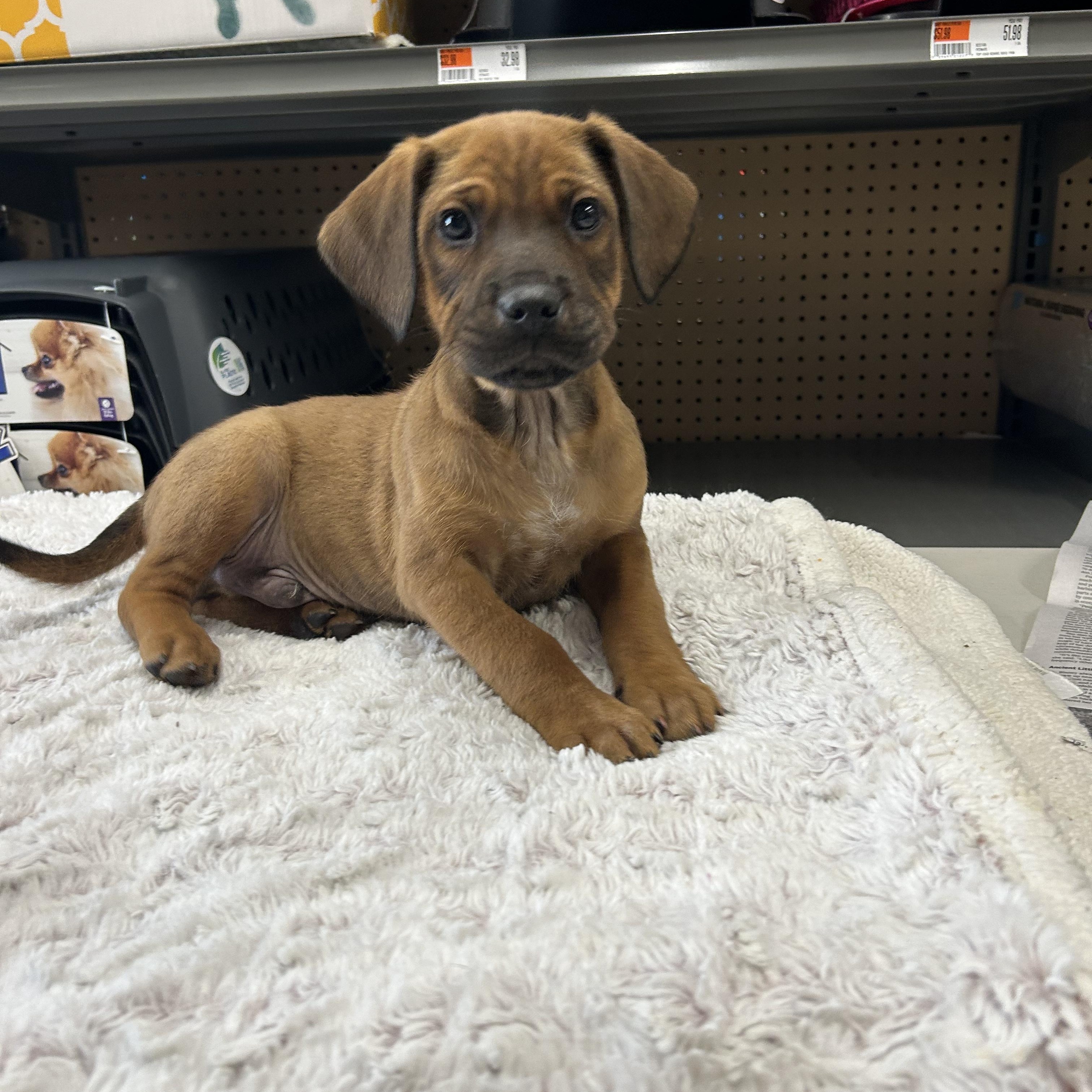 Enlarge Montgomery, a ADOPTABLE mixed breed in Paramus, NJ image 1/5