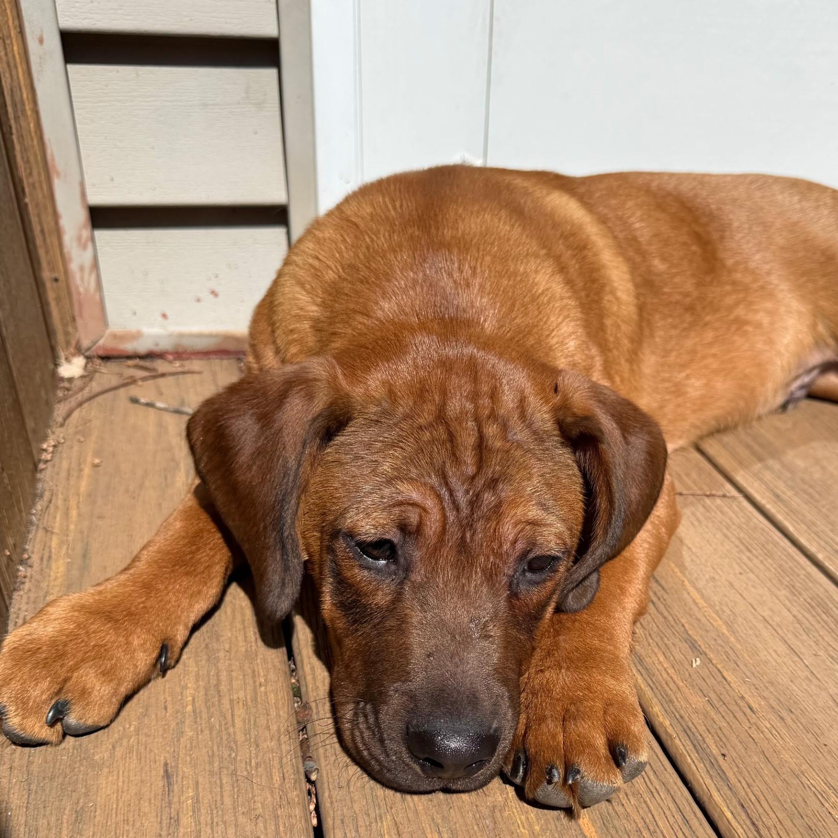 Enlarge Montgomery, a ADOPTABLE mixed breed in Paramus, NJ image 2/6