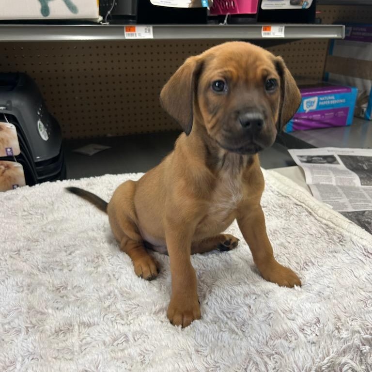 Enlarge Montgomery, a ADOPTABLE mixed breed in Paramus, NJ image 2/5