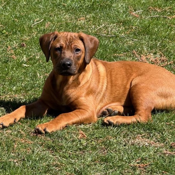 Enlarge Montgomery, a ADOPTABLE mixed breed in Paramus, NJ image 1/6