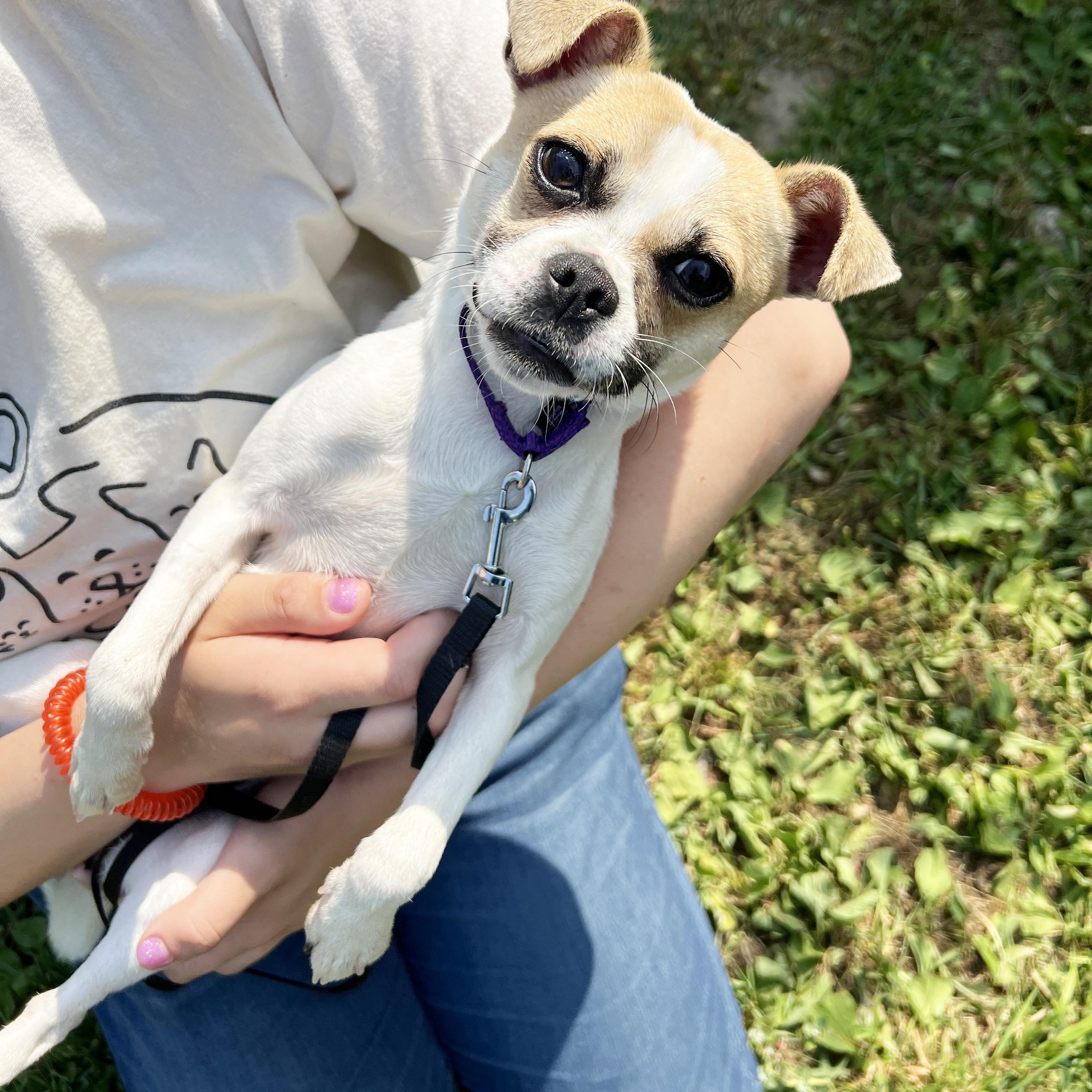 Enlarge Honey-The best little companion!, an adoptable mixed breed in Oshkosh, WI image 1/6